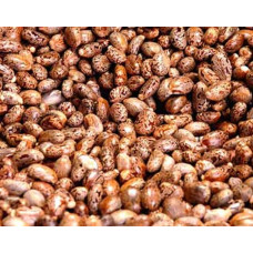 Castor seeds 100gm| amanakku| erand| avanakku| erandamu| haralu Castor seeds 100gm| amanakku| erand| avanakku| erandamu| haralu