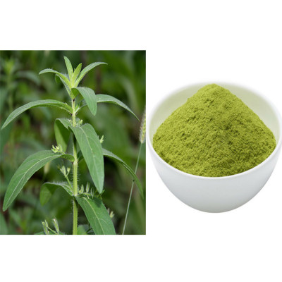 Gopuram thangi powder 50gm| False Waterwillow| Pitumba| Lavalata| Aaku Pootha| Gusumpuru Gopuram thangi powder 50gm| False Waterwillow| Pitumba| Lavalata| Aaku Pootha| Gusumpuru
