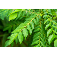 Curry leaves dried 100gm |Kariveppilai |Kariveppila | Karivepaku | Karibevu | Kadi Patta 