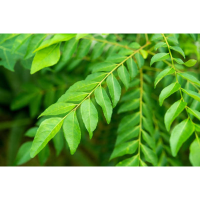 Curry leaves dried 100gm |Kariveppilai |Kariveppila | Karivepaku | Karibevu | Kadi Patta 