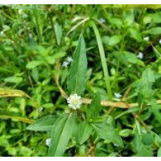 Karisalankanni leaves 100gm | False Daisy | Bhringraj |Kanjunni | Guntagalijeru | Kesari Soppu Karisalankanni leaves 100gm | False Daisy | Bhringraj |Kanjunni | Guntagalijeru | Kesari Soppu