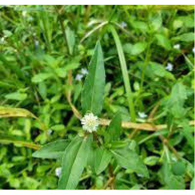 Karisalankanni leaves 100gm | False Daisy | Bhringraj |Kanjunni | Guntagalijeru | Kesari Soppu Karisalankanni leaves 100gm | False Daisy | Bhringraj |Kanjunni | Guntagalijeru | Kesari Soppu