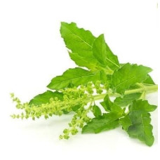 Thulasi ilai 100gm | Holy basil | Tulasi | Sri Tulsi | Tulsi