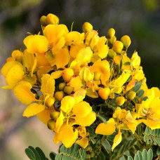 Avarampoo | Senna Flowers | Tarwar | Cassia 100gm