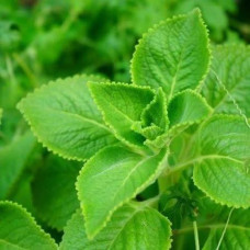 Karupooravalli leaves 50gm | Indian Borage | Patta Ajwain | Panikoorka | Vamu Aaku | Doddapatre Karupooravalli leaves 50gm | Indian Borage | Patta Ajwain | Panikoorka | Vamu Aaku | Doddapatre