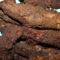 Mudavattukkal Kilangu 1000gm | Asvakatri 1kg