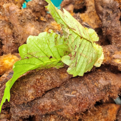 Mudavattukkal Kilangu 2000gm | Asvakatri  2kg
