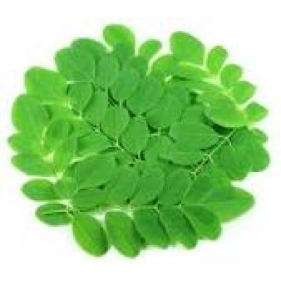 Murungai leaves 250gm | Drumstick Leaves | Sahjan Patta | Muringayila | Munagaku | Nugge Soppu Murungai leaves 250gm | Drumstick Leaves | Sahjan Patta | Muringayila | Munagaku | Nugge Soppu