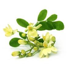 Murungai poo 100gm | Drumstick Flower  | Sahjan ke phool  | Muringa poovu  | Munaga puvvu