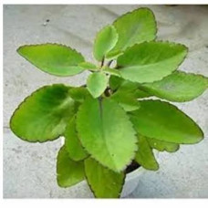 Ranakalli leaves fresh 50gm | Miracle Leaf Plant | Patharchatta | Ranapala | Kadu Basale | Elamulachi
