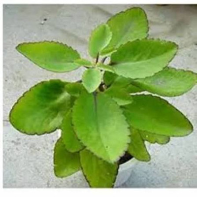 Ranakalli leaves fresh 50gm | Miracle Leaf Plant | Patharchatta | Ranapala | Kadu Basale | Elamulachi