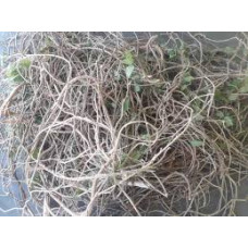 Seenthil kodi 100gm|Heart-leaved |Giloy|Tippa Teega |Chittamruthu |Amruthaballi Seenthil kodi 100gm|Heart-leaved |Giloy|Tippa Teega |Chittamruthu |Amruthaballi