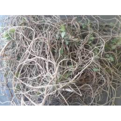 Seenthil kodi 100gm|Heart-leaved |Giloy|Tippa Teega |Chittamruthu |Amruthaballi 