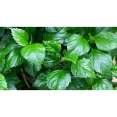 Hibiscus leaves 100gm | Chembarathi | Gudhal | Dasanamu | Dasavala Hibiscus leaves 100gm | Chembarathi | Gudhal | Dasanamu | Dasavala