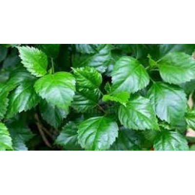 Hibiscus leaves 100gm | Chembarathi | Gudhal | Dasanamu | Dasavala 