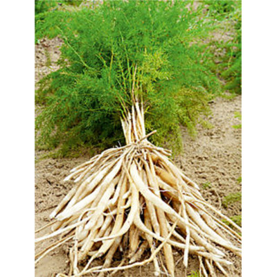 Thaneervittan kilangu 100gm|Indian Asparagus|Satavar|Shatavari