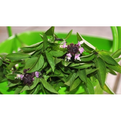 Thiruneetru pachalai 100gm | Sweet Basil | Ram Tulsi | Bhu-Tulasi | Kama Kasturi | Kattuthrithavu