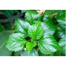 Sembaruthi ilai 100gm | Hibiscus leaves | Gudhal ke patte  | Mandara aaku  | Dasavala hoovu ele 