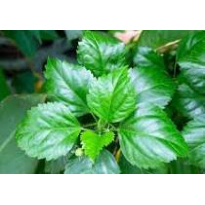 Sembaruthi ilai 100gm | Hibiscus leaves | Gudhal ke patte | Mandara aaku | Dasavala hoovu ele Sembaruthi ilai 100gm | Hibiscus leaves | Gudhal ke patte | Mandara aaku | Dasavala hoovu ele