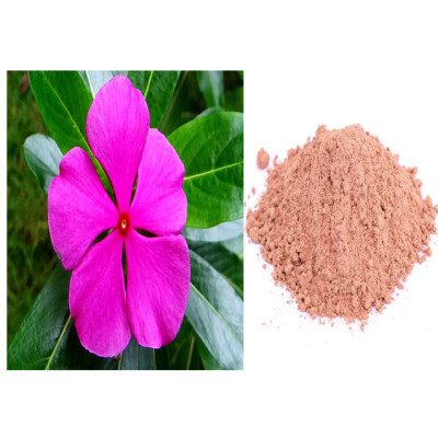 Nithaya kalyani powder100gm|Madagascar Periwinkle|Sadabahar|Nithyakalyani |Billaganneru |Nitya Pushpa 