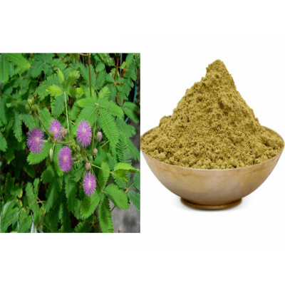 Thotta sinungi powder 100gm | Touch-Me-Not | Chui Mui | Attaapatti | Muttidare Muni | Thottavadi