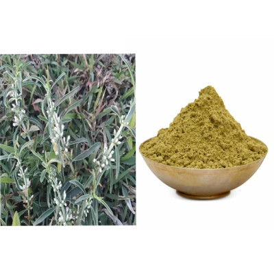 Vellarugu powder 100gm | Indian Whitehead | Chota Chirayata | Nelagolimidi | Vellarugu | Karibandita